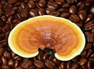 قهوه قارچ گانودرما
