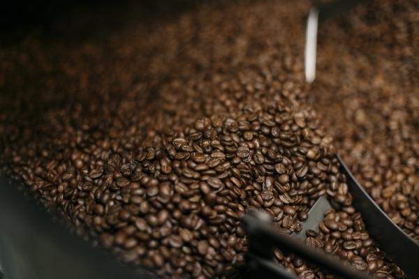 نمایندگی فروش دانه قهوه خام در کشور