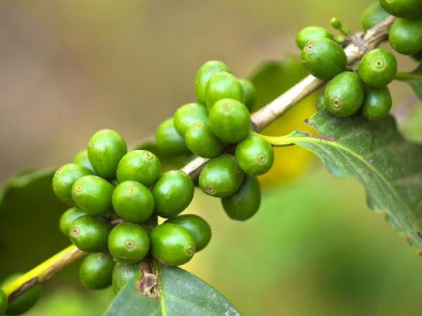 قهوه سبز عربیکا را از کجا می توان تهیه کرد؟
