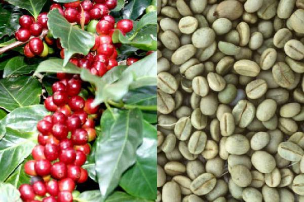 لیست قیمت انواع قهوه سبز خارجی