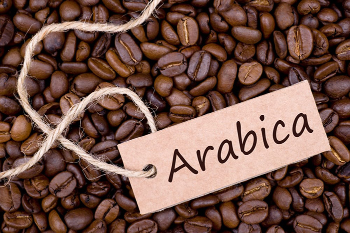 فروش دانه قهوه عربیکا برزیل عمده